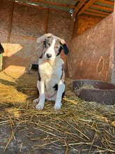 LEIF, Hund, Mischlingshund in Rumänien