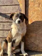 BANJO, Hund, Mischlingshund in Rumänien