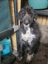 LOCKE, Hund, Mischlingshund in Rumänien