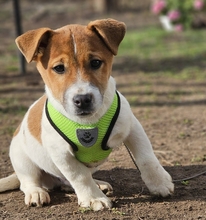 KARLSON, Hund, Jack Russell Terrier Mischling in Ungarn