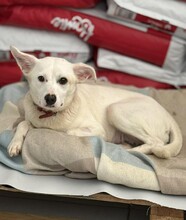 BIANCA, Hund, Mischlingshund in Griechenland