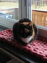 SISSI, Katze, Hauskatze in Miesbach