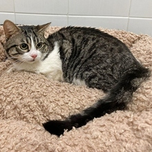 VANUATU, Katze, Europäisch Kurzhaar in Spanien