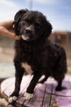 MILENA, Hund, Kroatischer Schäferhund-Pekingese-Mix in Kroatien