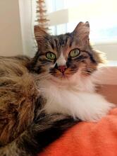 PRINCESSA, Katze, ELH Mix in Bulgarien