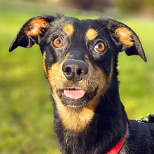VAJA, Hund, Mischlingshund in Kroatien