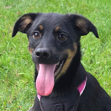 STIPANKA, Hund, Mischlingshund in Kroatien