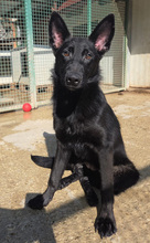 ZOLLA, Hund, Mischlingshund in Kroatien