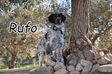 RUFO, Hund, Epagneul Breton in Essingen