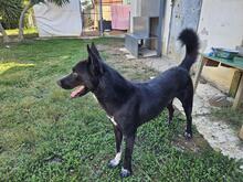 DAMIANO, Hund, Mischlingshund in Italien