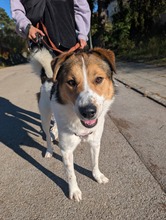 FARO, Hund, Mischlingshund in Starnberg