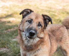 LEO, Hund, Mischlingshund in Viersen