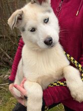 ACE2, Hund, Husky Mischling in Slowakische Republik