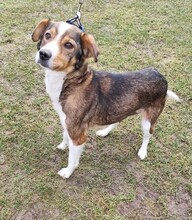 MAYA, Hund, Mischlingshund in Slowakische Republik