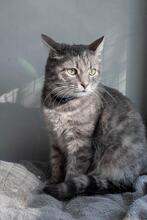 ILYUSHA, Katze, Europäisch Kurzhaar in Ukraine