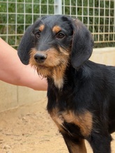 MARTINO, Hund, Mischlingshund in Italien