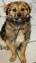 MAGGIE, Hund, Mischlingshund in Düsseldorf