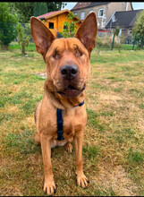 SOLO, Hund, Mischlingshund in Mechernich