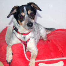 TY, Hund, Chihuahua-Mix in Lauf