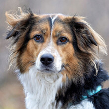 LUCIANE, Hund, Labrador-Berner Sennenhund-Mix in Lauf