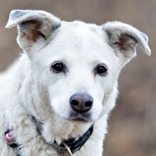 LINNY, Hund, Mischlingshund in Lauf