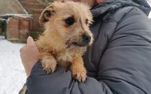 BRIE, Hund, Mischlingshund in Bergen