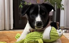 PEPPI, Hund, Hütehund-Mix in Höchstadt