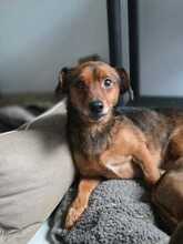 HANNES, Hund, Dackel in Rumänien