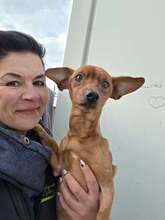 OTTO, Hund, Dackel in Haßloch