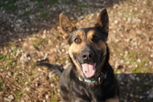 COURTNEY, Hund, Mischlingshund in Berlin