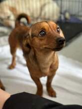 LIESEL, Hund, Dackel in Rumänien