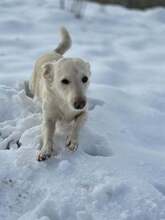 MOUSE, Hund, Mischlingshund in Rumänien