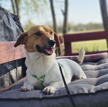 JURE, Hund, Jack Russell Terrier-Mix in Oer-Erkenschwick