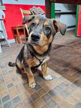 MILO, Hund, Mischlingshund in Nürnberg