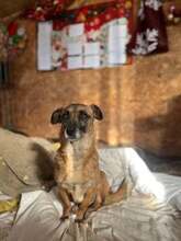 HEDI, Hund, Mischlingshund in Rumänien