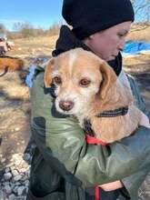 LONI, Hund, Mischlingshund in Rumänien
