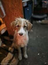 KAI, Hund, Mischlingshund in Rumänien