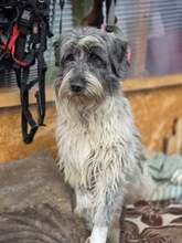 KONRAD, Hund, Herdenschutzhund in Rumänien