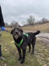DENZEL, Hund, Mischlingshund in Rumänien