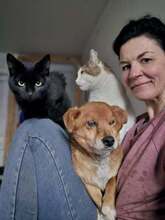 GEORGE, Hund, Mischlingshund in Rumänien