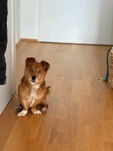 GEORGY, Hund, Mischlingshund in Kolkwitz