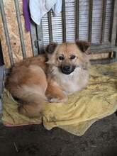 LIANE, Hund, Mischlingshund in Rumänien