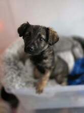 RIKA, Hund, Mischlingshund in Rumänien