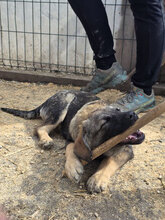 RIKA, Hund, Mischlingshund in Neuhofen