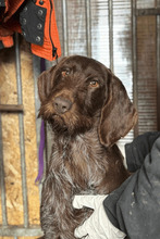 MARA, Hund, Deutsch Drahthaar in Rumänien