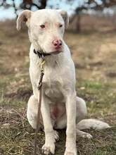 CAMILLE, Hund, Mischlingshund in Rumänien