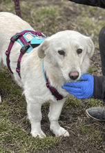 CLAIRE, Hund, Mischlingshund in Rumänien