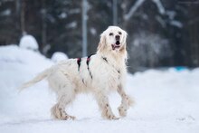 MARTIN, Hund, English Setter in Russische Föderation