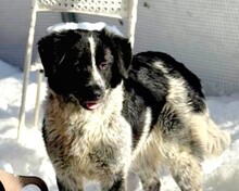 ANA, Hund, Mischlingshund in Handorf