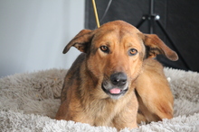 JACK, Hund, Mischlingshund in Hagen